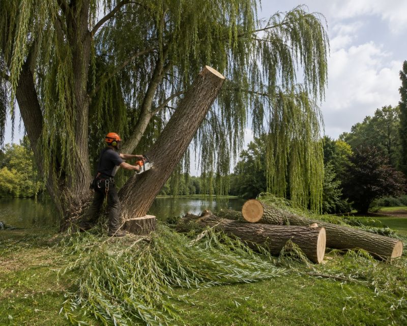 Apple Tree Removal in Allentown, PA