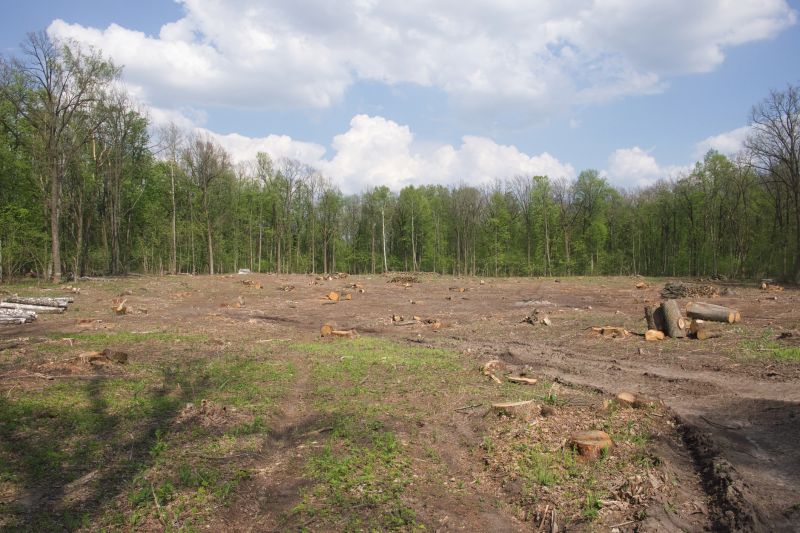 Undergrowth Removal in Marietta, GA