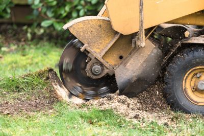 Increase Usable Space with Stump Grinding Service!