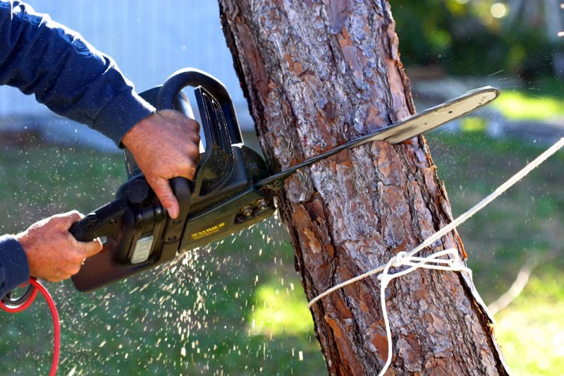 Mimosa Tree Removal in Pottstown, PA