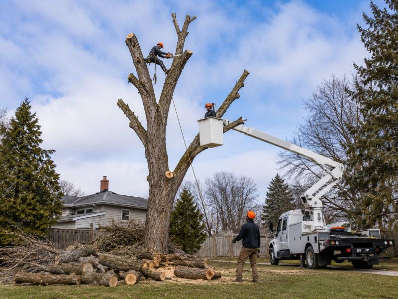 Tree Removal Service in Allentown, PA