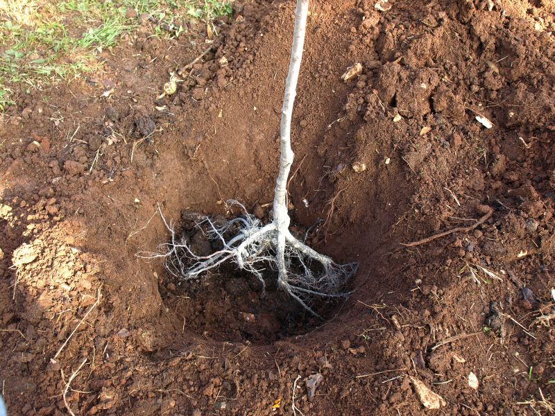 Tree Root Grinding in Prince Georges County, MD