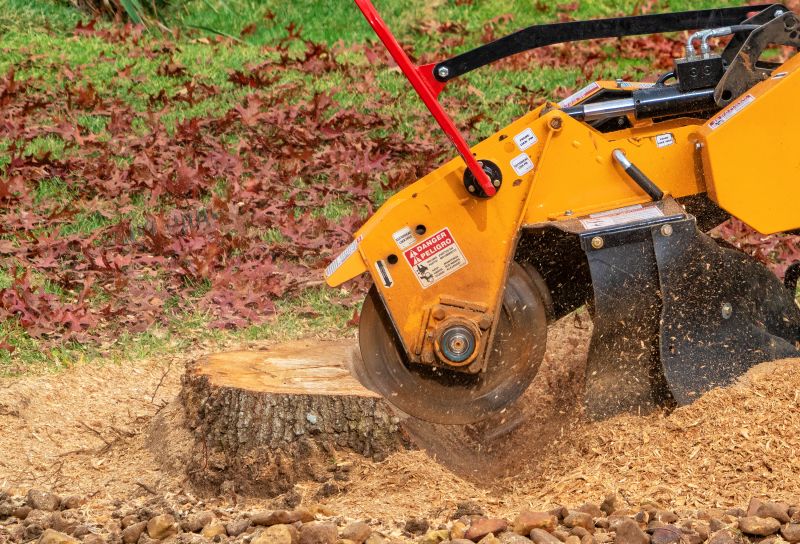 Tree Stump Grinding Costs — Cost of Tree Stump Grinding