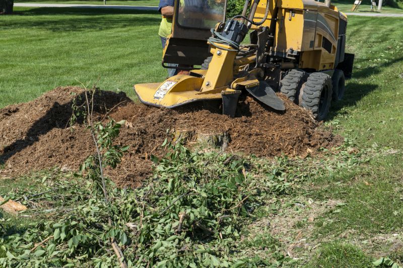 Tree Stump Grinding Costs — Cost of Tree Stump Grinding