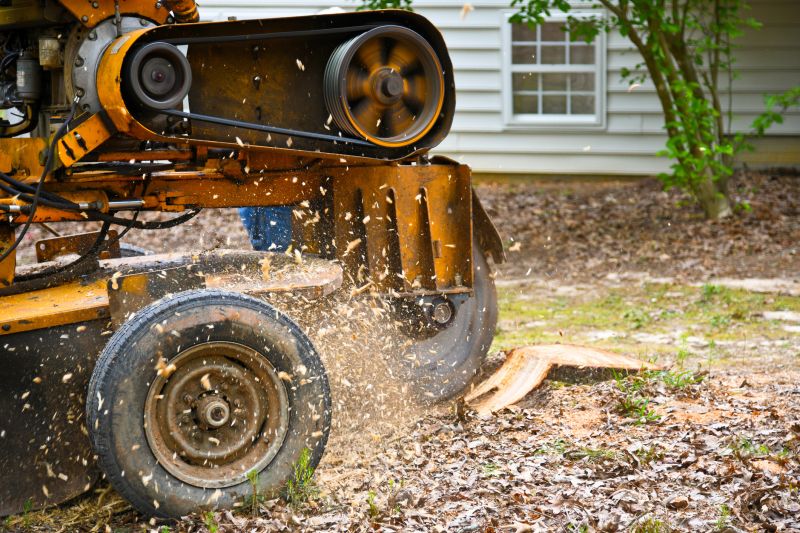 Tree Stump Grinding Costs — Cost of Tree Stump Grinding