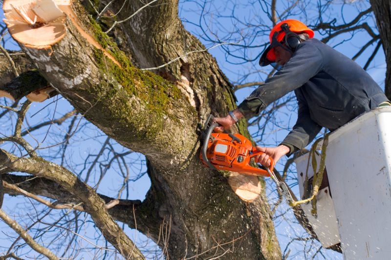 Winter tree removal